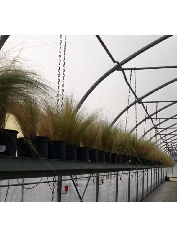 Stipa 19 V. 19 cm - Riviera Quality Società Agricola Cooperativa