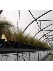 Stipa 19 V. 19 cm - Riviera Quality Società Agricola Cooperativa