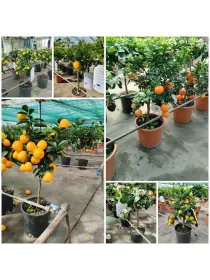 Citrus mix 18 V. 18 cm - Riviera Quality Società Agricola Cooperativa