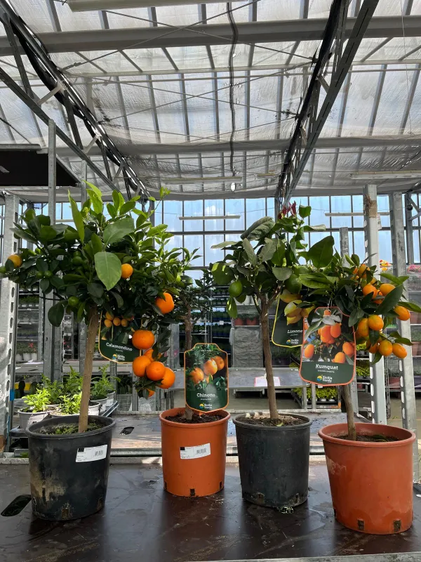 Citrus mix 20 V. 20 cm - Riviera Quality Società Agricola Cooperativa