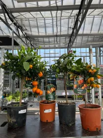 Citrus mix 20 V. 20 cm - Riviera Quality Società Agricola Cooperativa