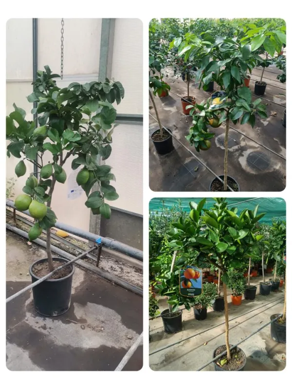 Citrus mix alberello 24 V. 24 cm - Riviera Quality Società Agricola Cooperativa