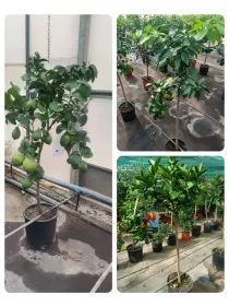 Citrus mix alberello 24 V. 24 cm - Riviera Quality Società Agricola Cooperativa