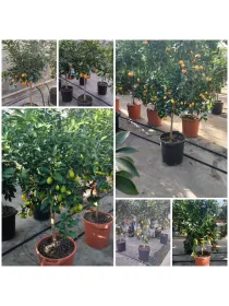 Citrus mix alberello 35 V. 35 cm - Riviera Quality Società Agricola Cooperativa