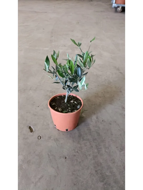 Olivo 15 V. 15 cm - Riviera Quality Società Agricola Cooperativa