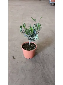 Olivo 15 V. 15 cm - Riviera Quality Società Agricola Cooperativa