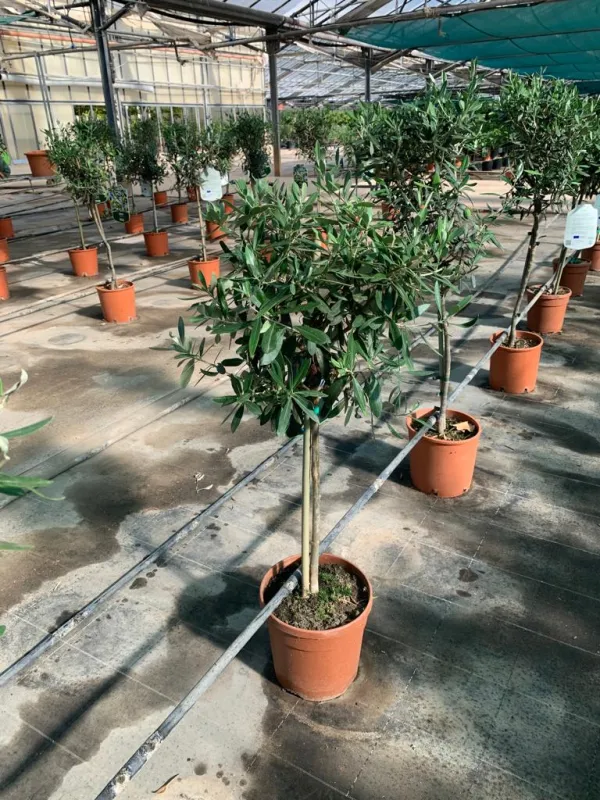 Olivo alberello 20 h. 80/90 V. 20 cm - Riviera Quality Società Agricola Cooperativa