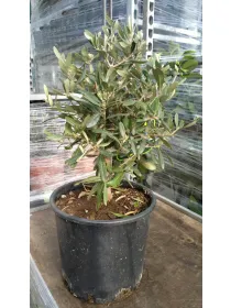 Olivo alberello 22 h. 100/110 V. 22 cm - Riviera Quality Società Agricola Cooperativa