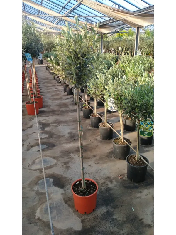 Olivo alberello 22 h. 130/140 V. 22 cm - Riviera Quality Società Agricola Cooperativa