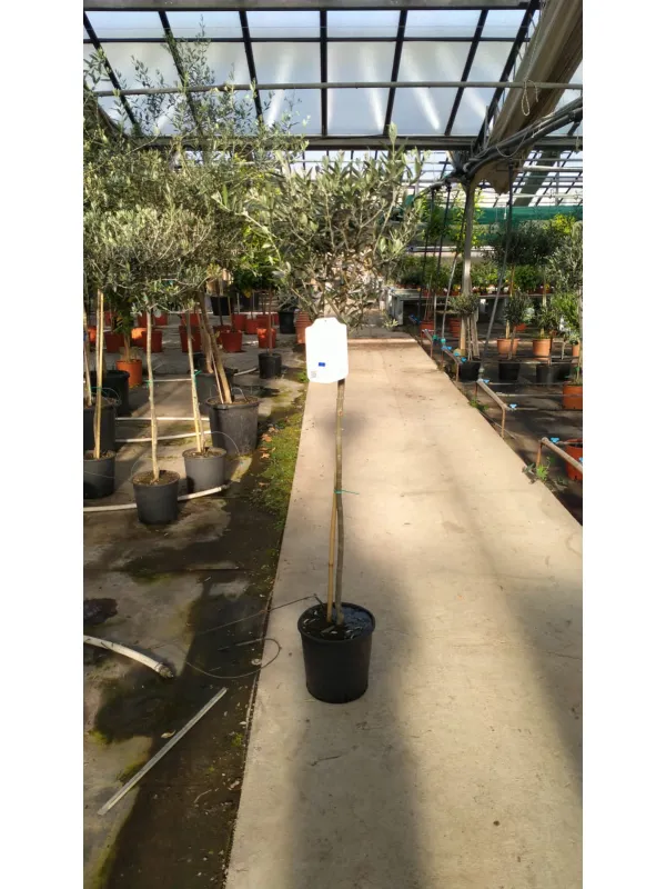 Olivo alberello 24 h.130/150 V. 24 cm - Riviera Quality Società Agricola Cooperativa