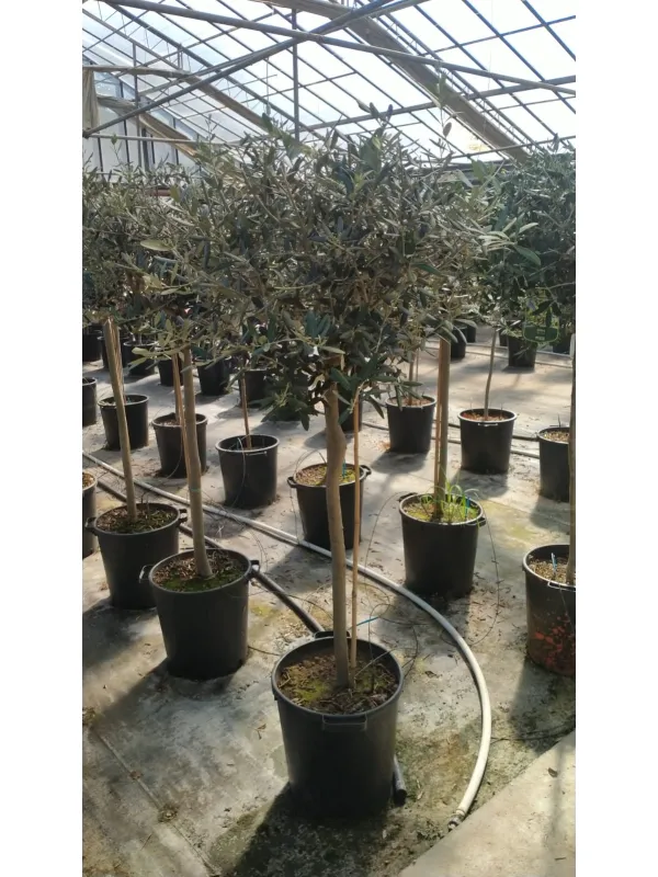 Olivo alberello 35 h.190/210 V. 35 cm - Riviera Quality Società Agricola Cooperativa