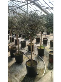 Olivo alberello 35 h.190/210 V. 35 cm - Riviera Quality Società Agricola Cooperativa
