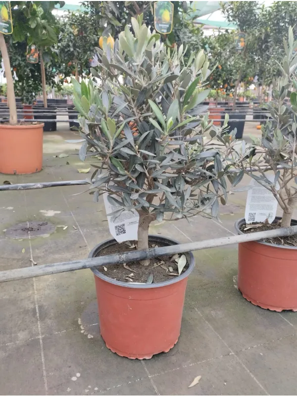 Olivo bonsai 18 V. 18 cm - Riviera Quality Società Agricola Cooperativa