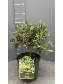 Olivo bonsai 20 V. 20 cm - Riviera Quality Società Agricola Cooperativa
