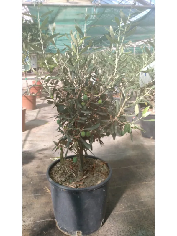 Olivo bonsai 22 V. 22 cm - Riviera Quality Società Agricola Cooperativa