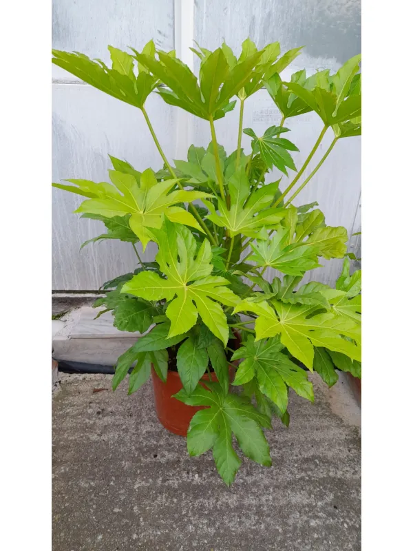 Aralia japonica 27 V. 27 cm - Riviera Quality Società Agricola Cooperativa
