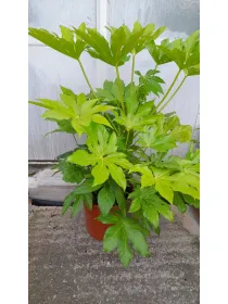 Aralia japonica 27 V. 27 cm - Riviera Quality Società Agricola Cooperativa