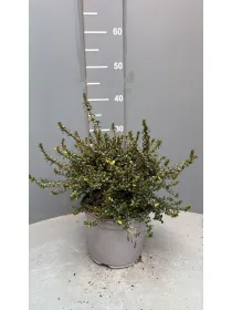 Lonicera nitida 18 V. 18 cm - Riviera Quality Società Agricola Cooperativa