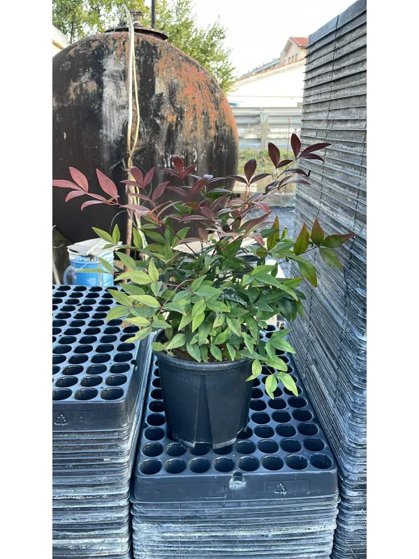 Nandina domestica 18 V. 18 cm - Riviera Quality Società Agricola Cooperativa