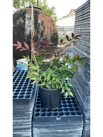 Nandina domestica 18 V. 18 cm - Riviera Quality Società Agricola Cooperativa