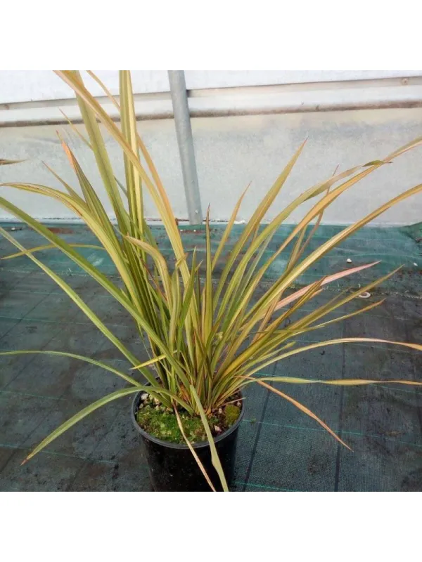 Phormium mix 30 V. 30 cm - Riviera Quality Società Agricola Cooperativa
