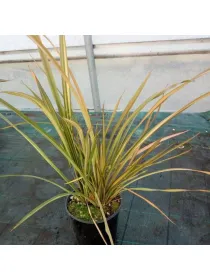 Phormium mix 30 V. 30 cm - Riviera Quality Società Agricola Cooperativa