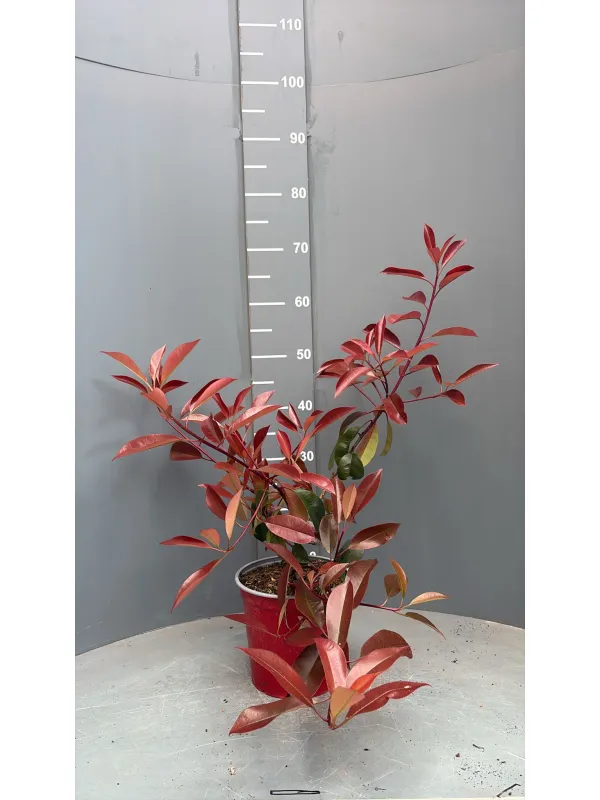 Photinia red robin 18 V. 18 cm - Riviera Quality Società Agricola Cooperativa