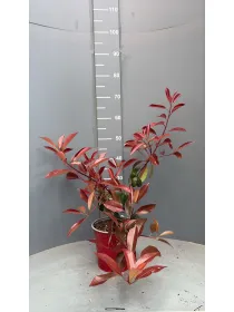 Photinia red robin 18 V. 18 cm - Riviera Quality Società Agricola Cooperativa