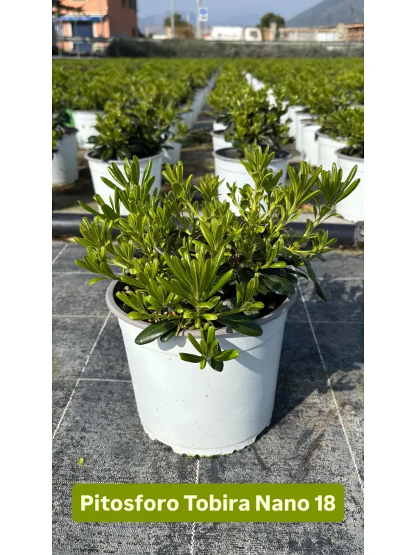 Pitosforo tobira nanum18 V. 18 cm - Riviera Quality Società Agricola Cooperativa