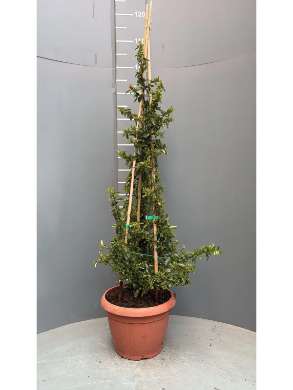 Pyracantha 25 V. 25 cm - Riviera Quality Società Agricola Cooperativa