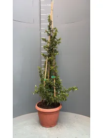 Pyracantha 25 V. 25 cm - Riviera Quality Società Agricola Cooperativa