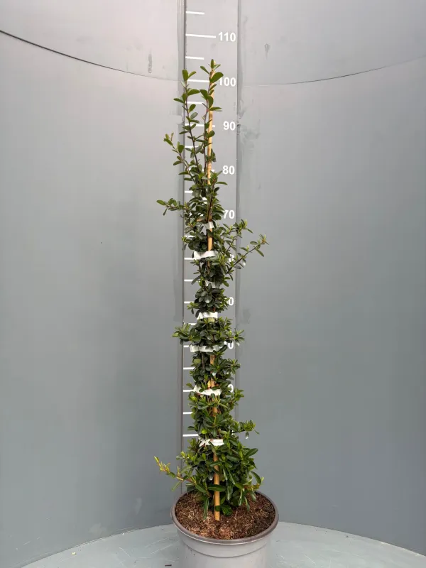 Pyrancantha 18 V. 18 cm - Riviera Quality Società Agricola Cooperativa