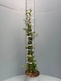 Pyrancantha 18 V. 18 cm - Riviera Quality Società Agricola Cooperativa