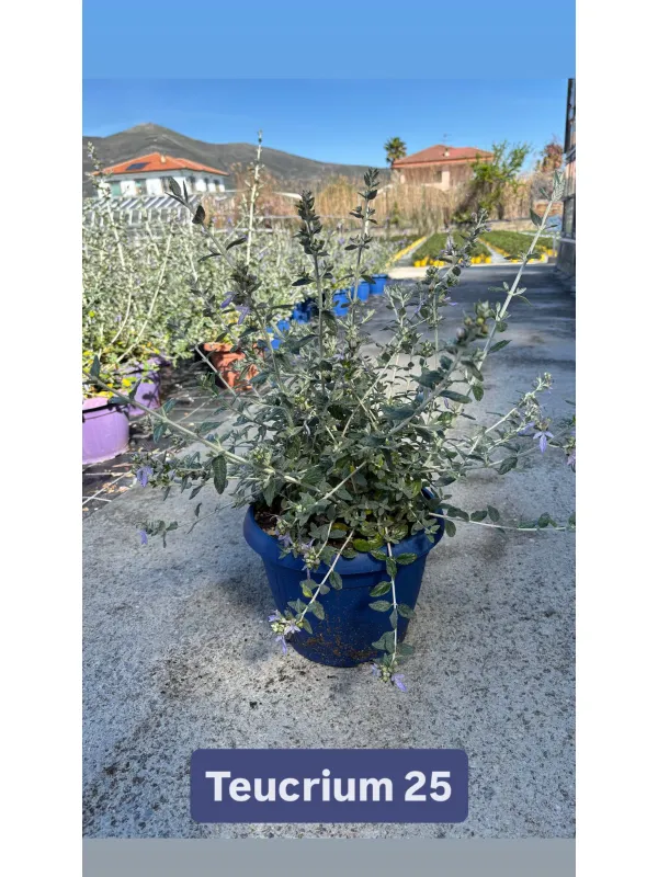 Teucrium 25 V. 24 cm - Riviera Quality Società Agricola Cooperativa