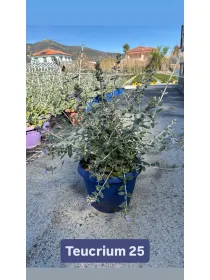 Teucrium 25 V. 24 cm - Riviera Quality Società Agricola Cooperativa