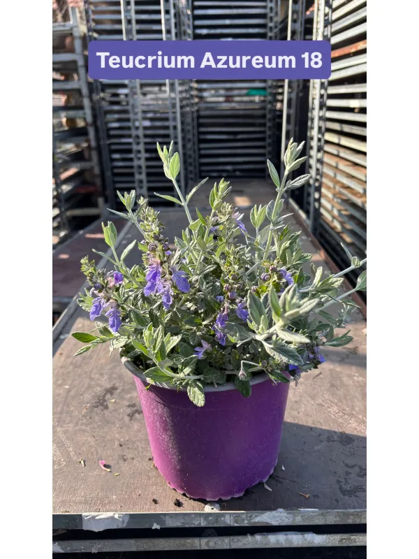 Teucrium azureum 18 V. 18 cm - Riviera Quality Società Agricola Cooperativa