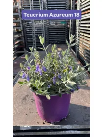 Teucrium azureum 18 V. 18 cm - Riviera Quality Società Agricola Cooperativa