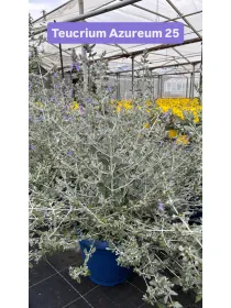 Teucrium azureum 25 V. 25 cm - Riviera Quality Società Agricola Cooperativa