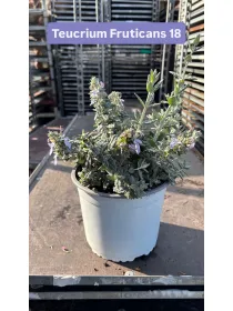 Teucrium fruticans 18 V. 18 cm - Riviera Quality Società Agricola Cooperativa