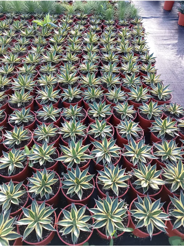 Agave 17 V. 17 cm - Riviera Quality Società Agricola Cooperativa