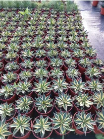 Agave 17 V. 17 cm - Riviera Quality Società Agricola Cooperativa