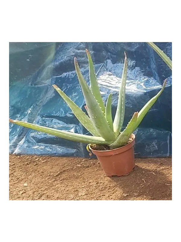 Aloe 10 V. 10 cm - Riviera Quality Società Agricola Cooperativa