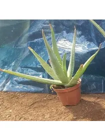Aloe 10 V. 10 cm - Riviera Quality Società Agricola Cooperativa