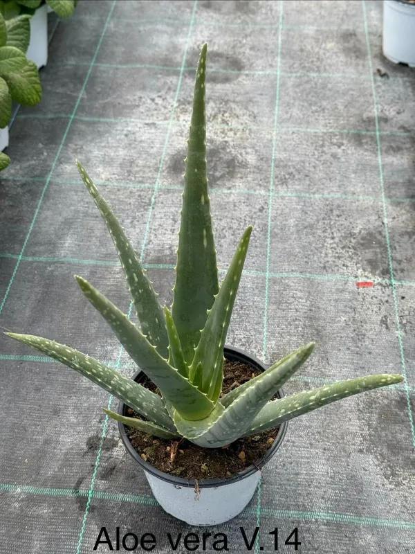 Aloe 14 V. 14 cm - Riviera Quality Società Agricola Cooperativa