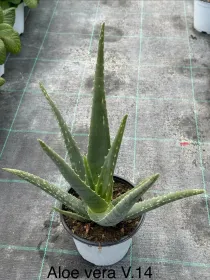 Aloe 14 V. 14 cm - Riviera Quality Società Agricola Cooperativa