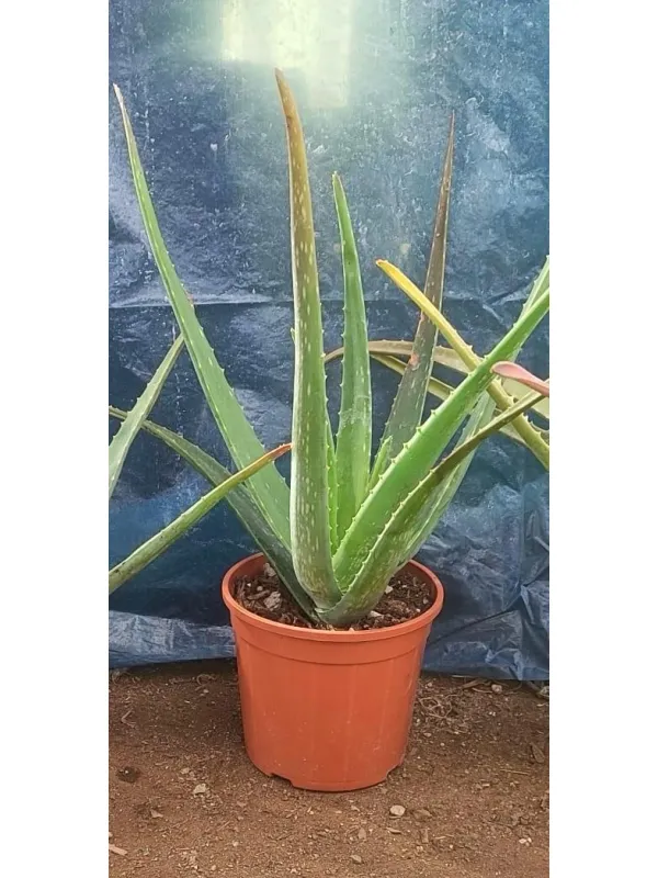 Aloe 18 V. 18 cm - Riviera Quality Società Agricola Cooperativa