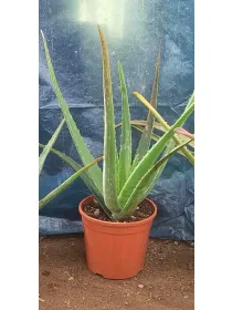 Aloe 18 V. 18 cm - Riviera Quality Società Agricola Cooperativa