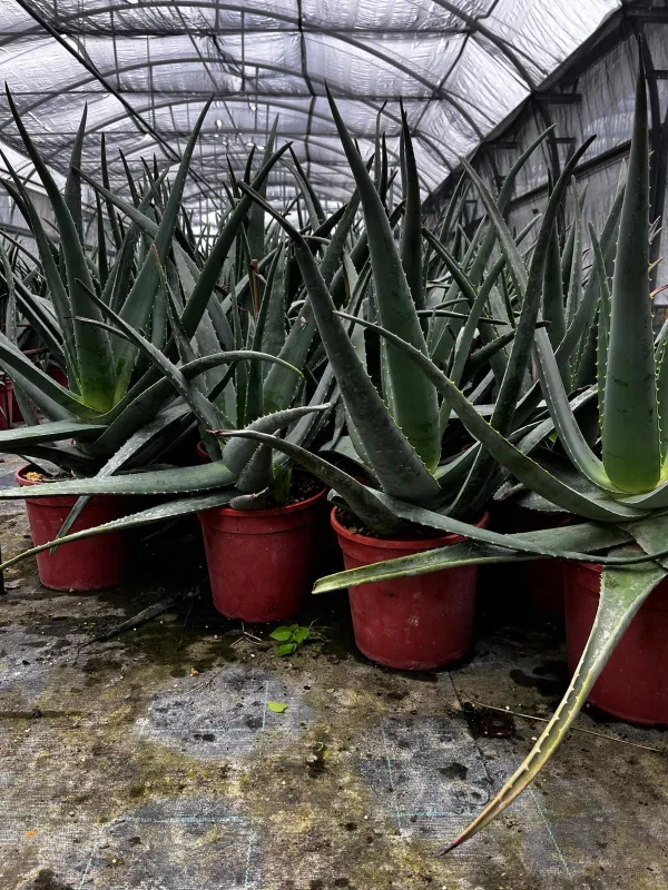 Aloe 24 V. 24 cm - Riviera Quality Società Agricola Cooperativa