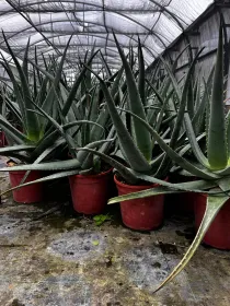 Aloe 24 V. 24 cm - Riviera Quality Società Agricola Cooperativa