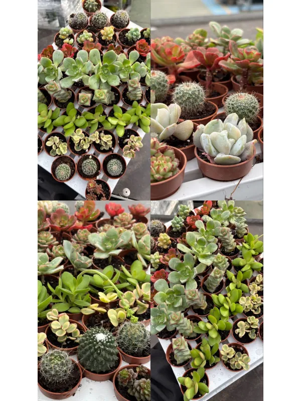 Cactaceae 3½ V. 3,5 cm - Riviera Quality Società Agricola Cooperativa